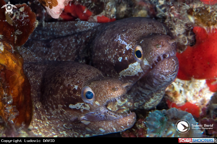 A Barred-Fin Moray 