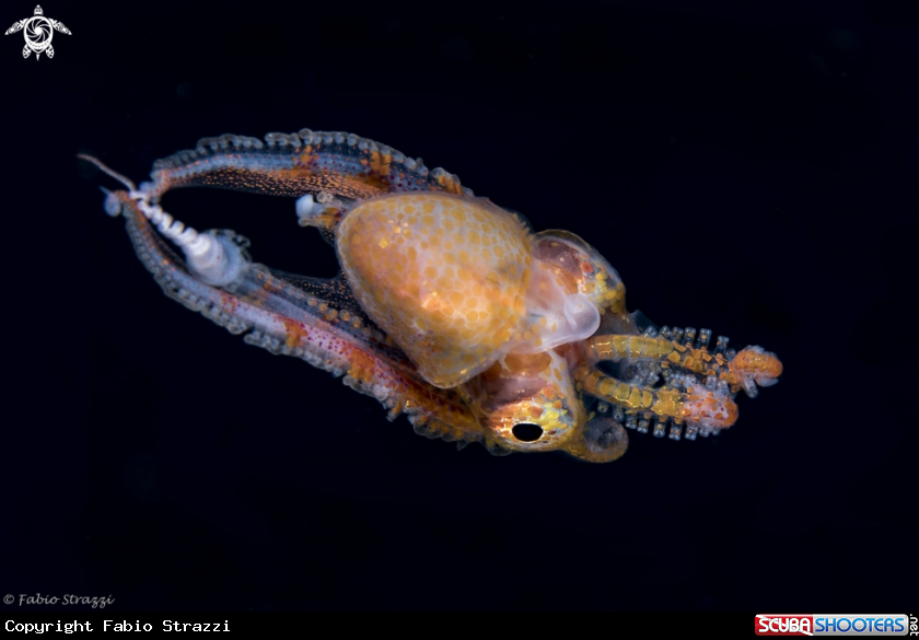 A Blanket octopus