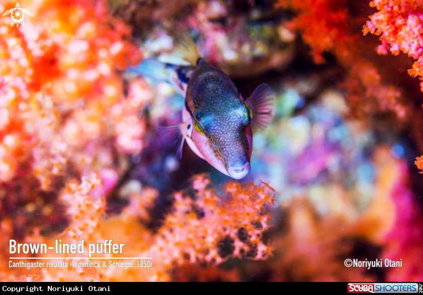 A Brown-lined puffer