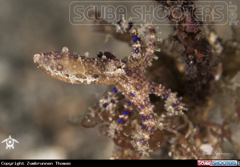 A Bluering Octopus 