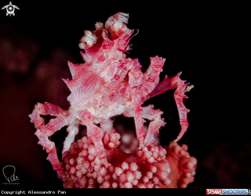 A Candy Crab