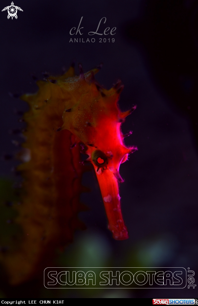 A Seahorse 