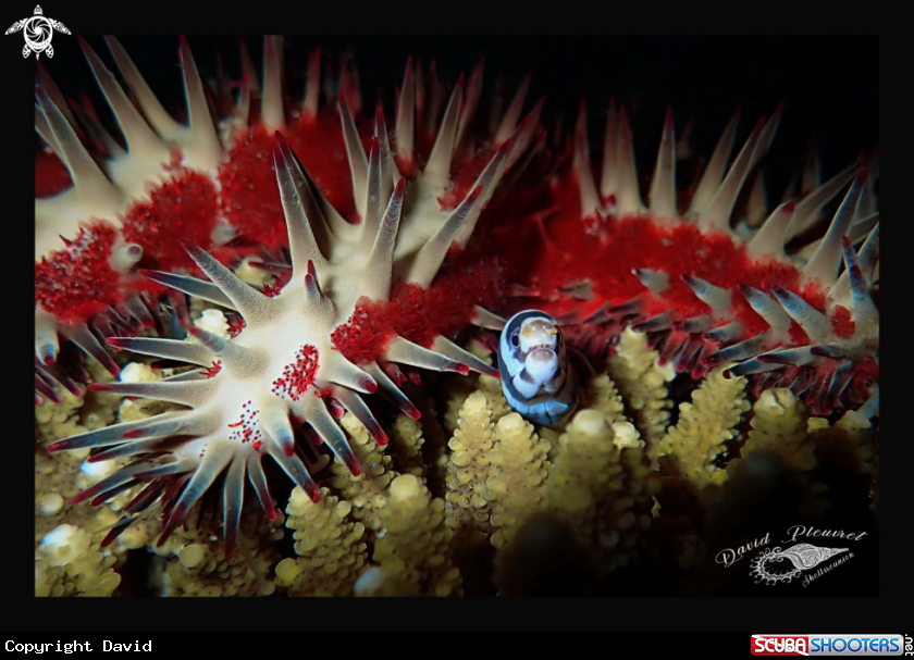 A Acanthaster - Echidna polyzona