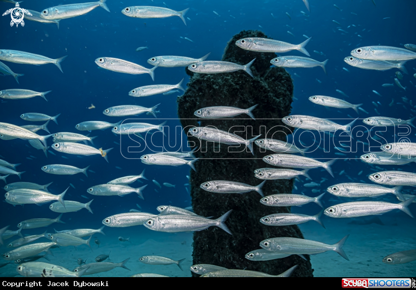 A Museo Atlantico