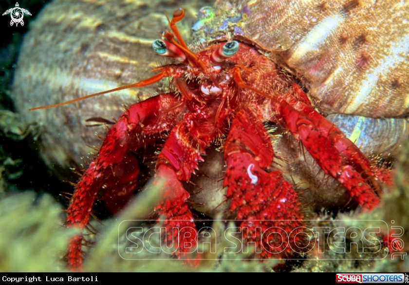 A Hermit Crab
