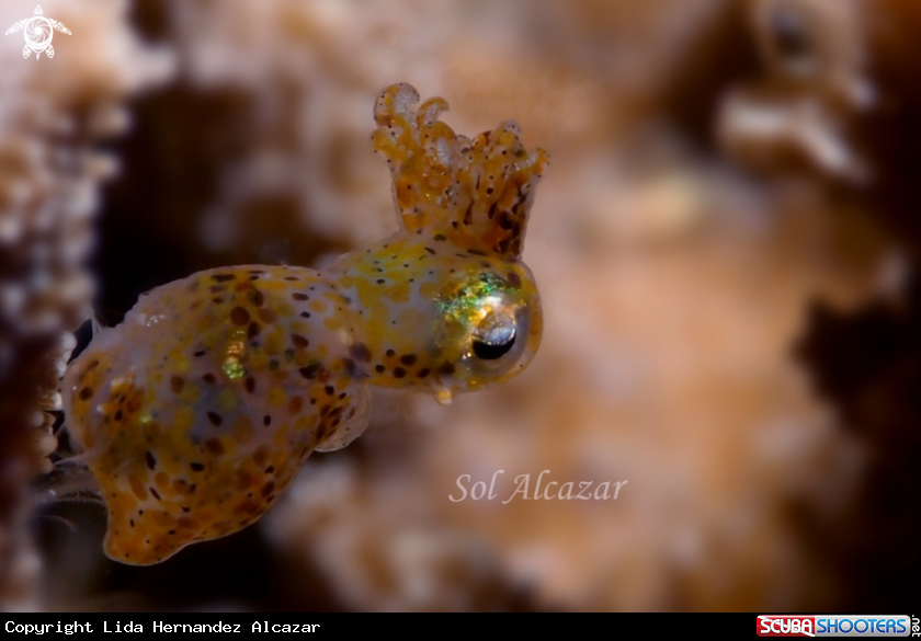 A pygmy squid