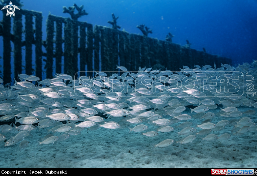 A Museo Atlantico