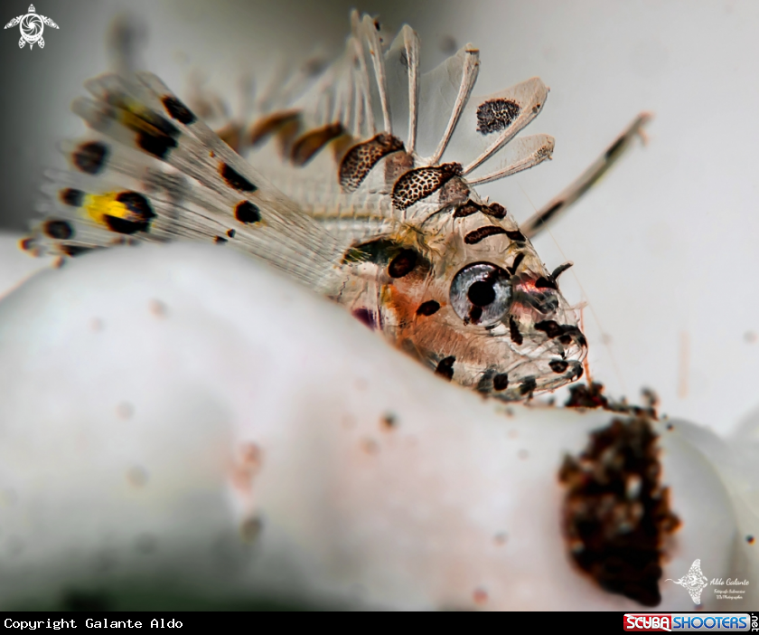 A Juvenil Lion Fish