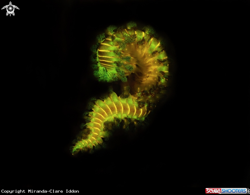 A Fireworm