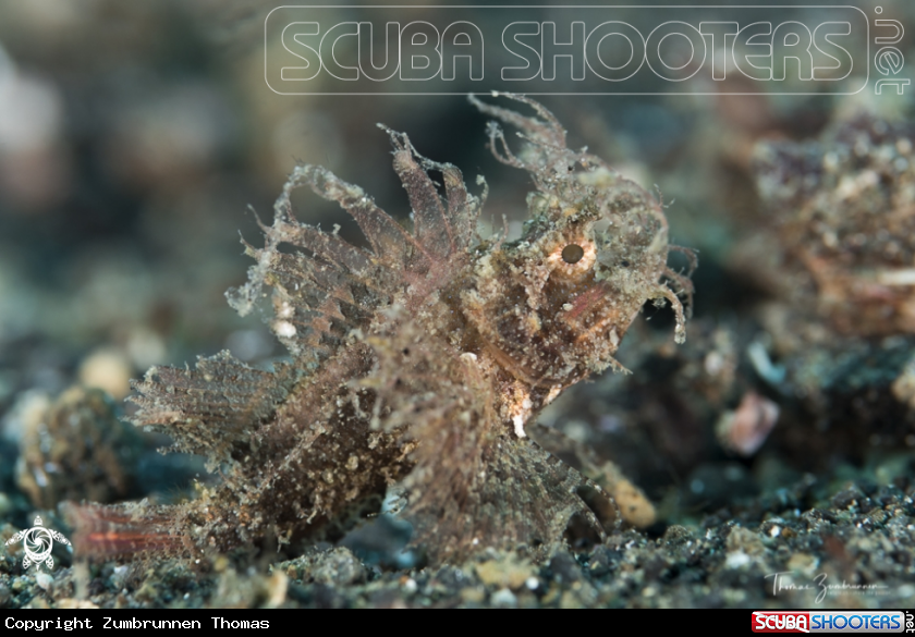 A Ambon Scorpionfish