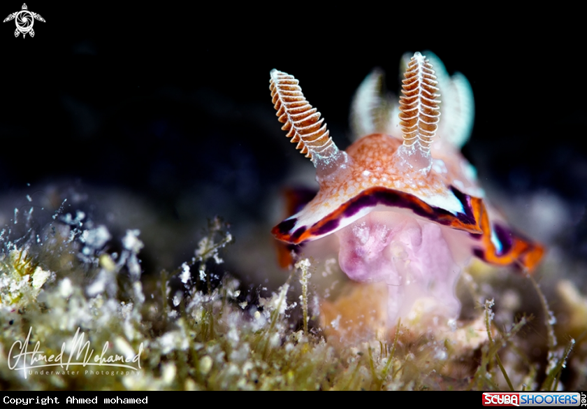 A Nudibranch 