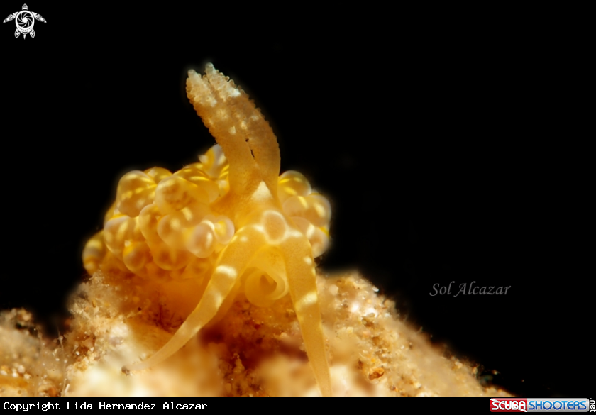 A nudibranch