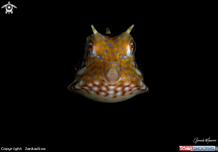 A Longhorn cowfish