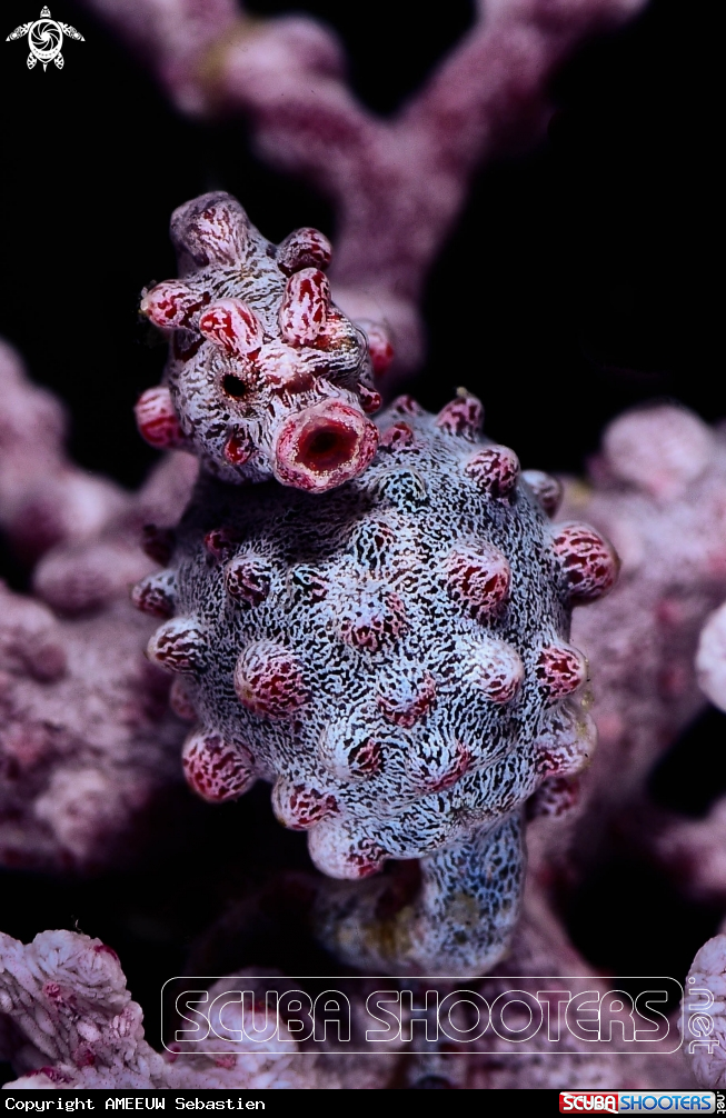 A Pygmy sea horse