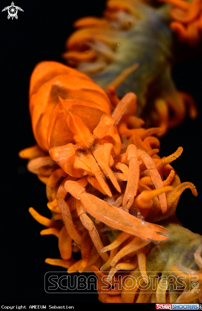 A Zanzibar shrimp