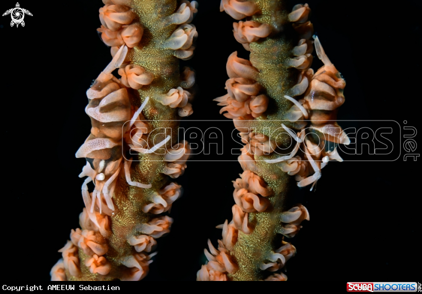 A Zanzibar shrimp