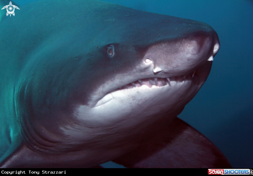 A Grey Nurse Shark
