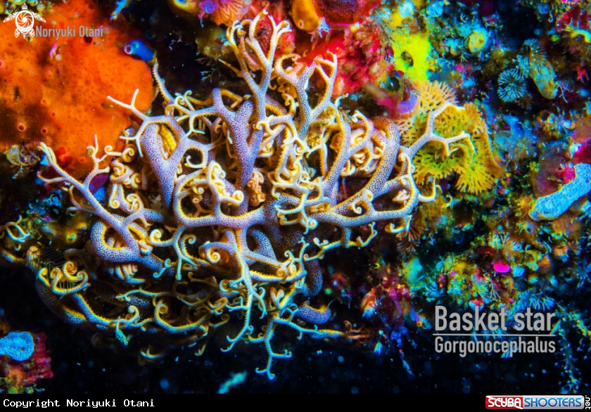 A Basket star 
