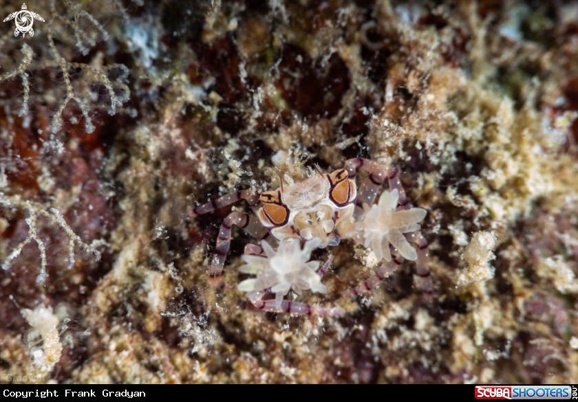 A Boxer crab