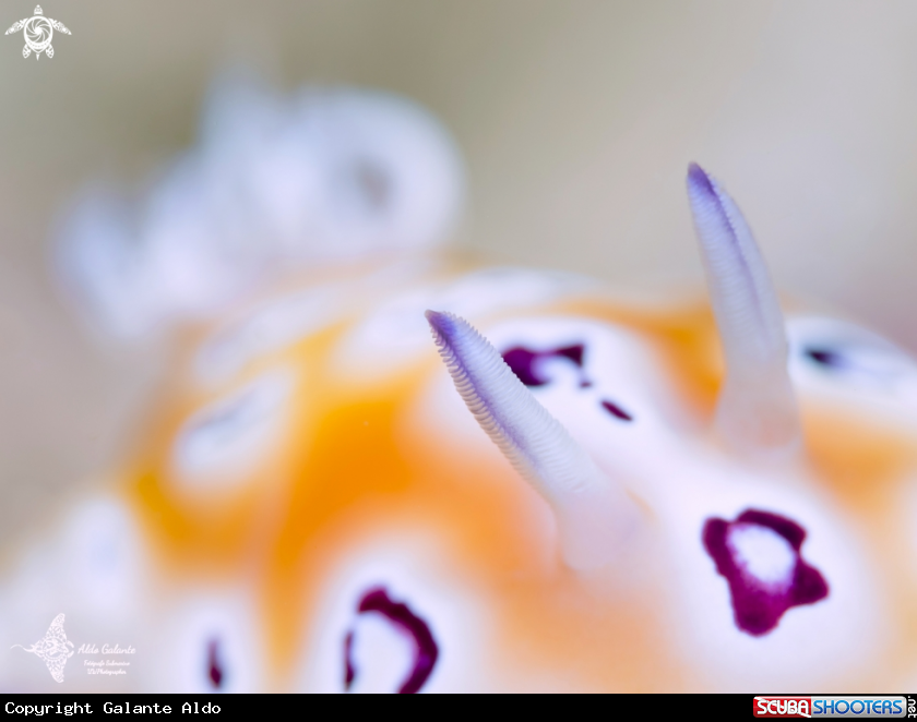 A Goniobranchus Nudibranch