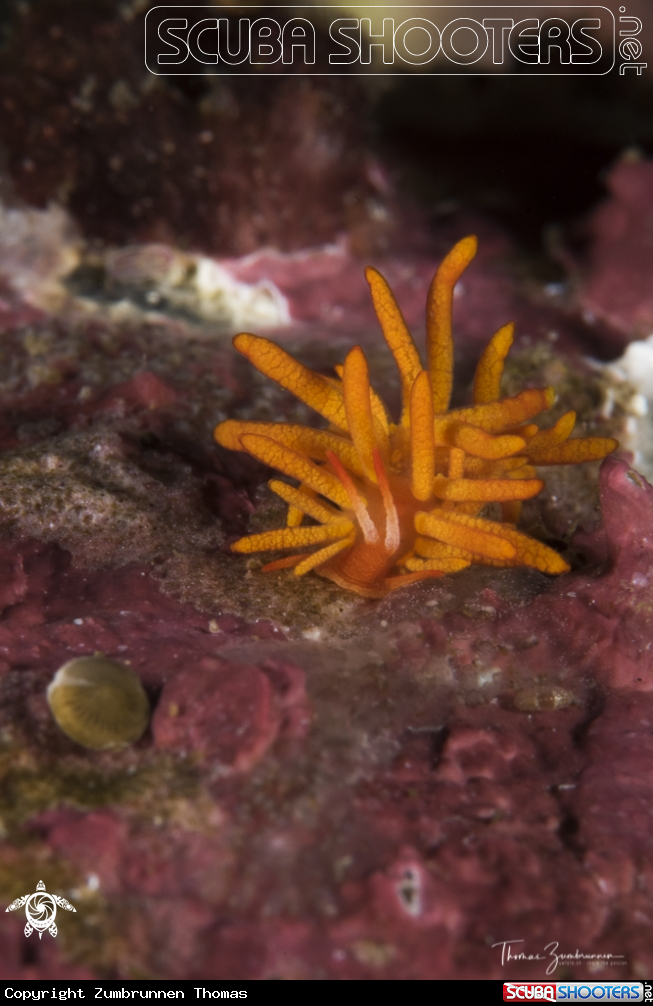 A Nudibranch 