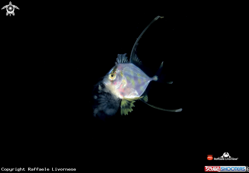A juvenile filefish 