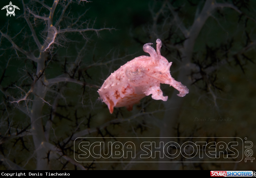 A Cuttlefish