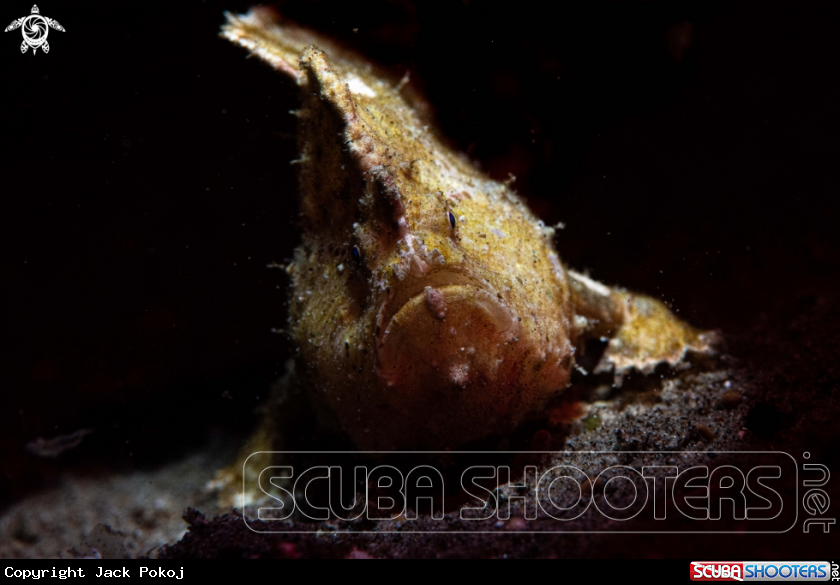 A Randall's frogfish