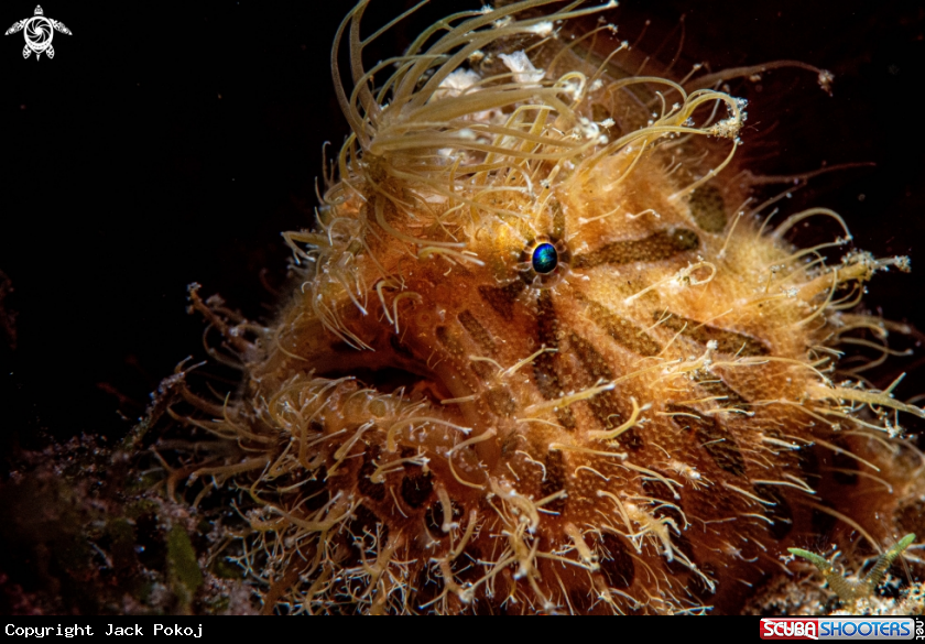 A Hairy frogfish