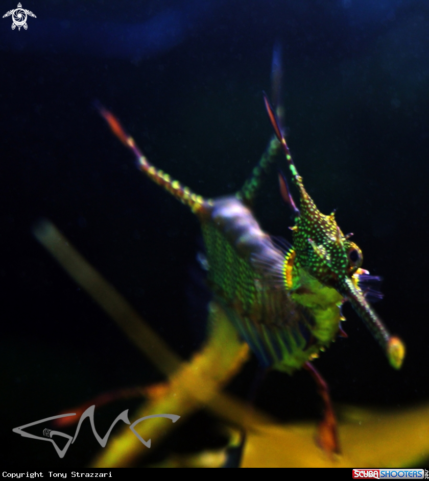 A Weedy seadragon