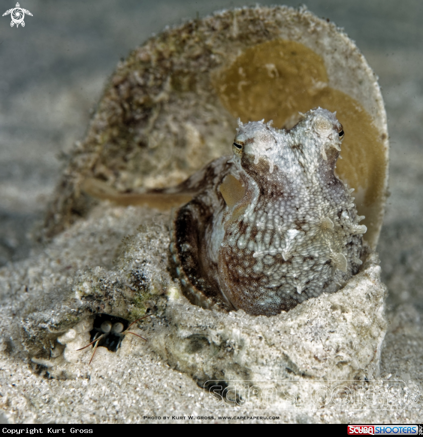 A Octopus and Mantisshrimp