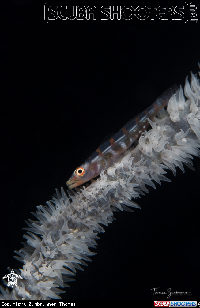 A Large whip goby