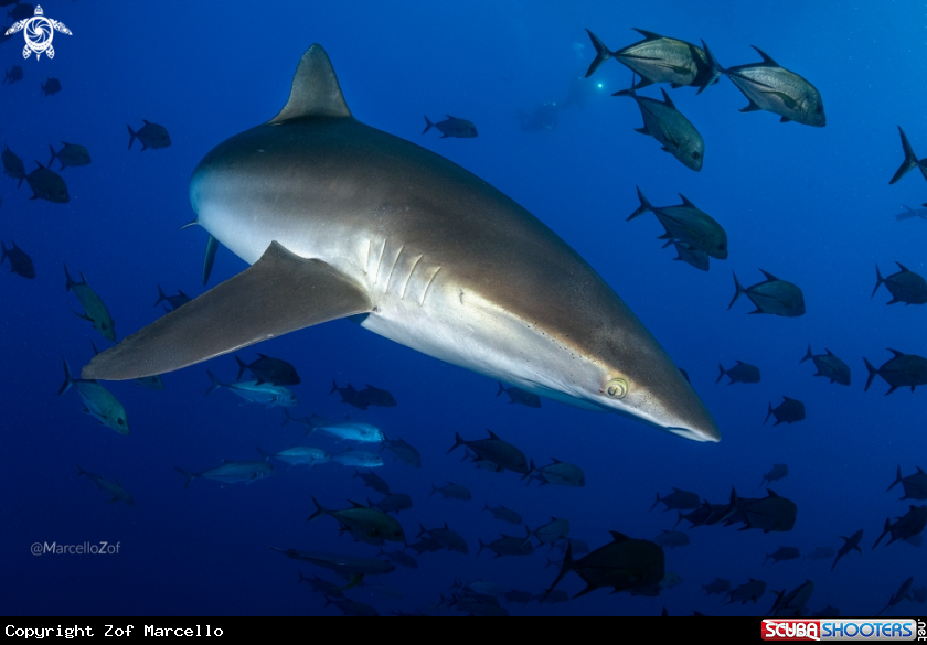 A Silky Shark