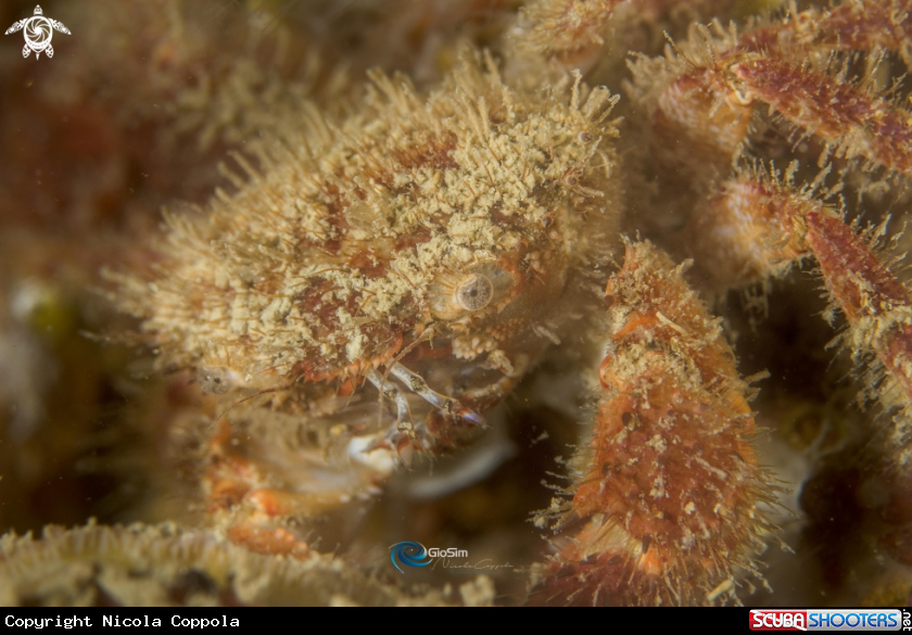 A crab