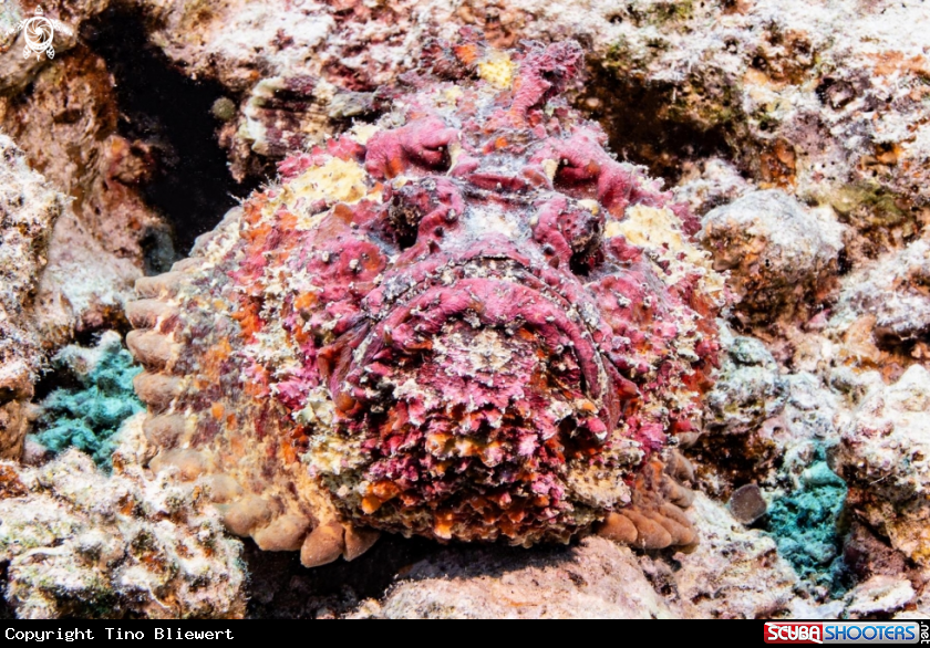 A Stonefish