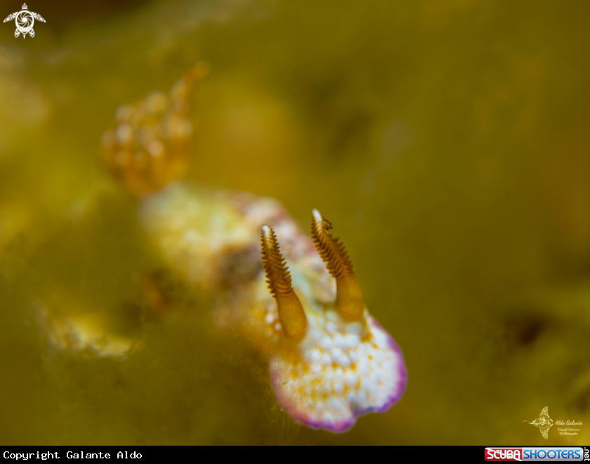 A Nudibranch