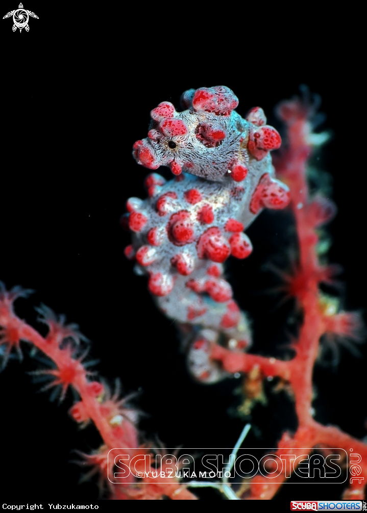 A PygmySeahorse