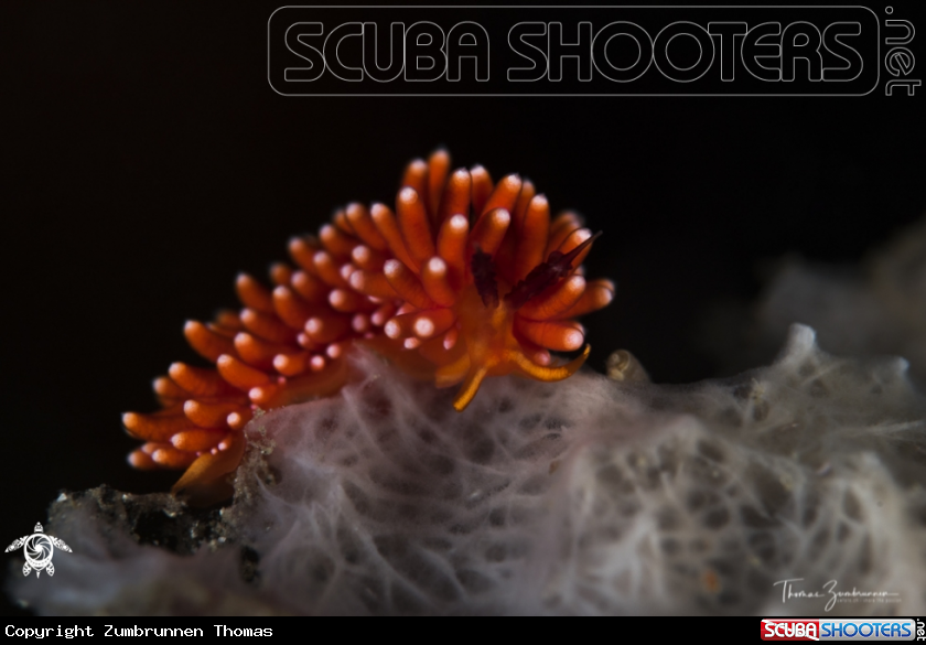 A Nudibranch 