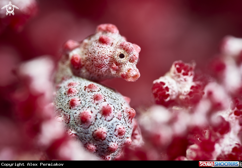 A Pygmy seahorse