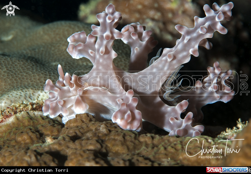 A Chromodorid nudibranch 