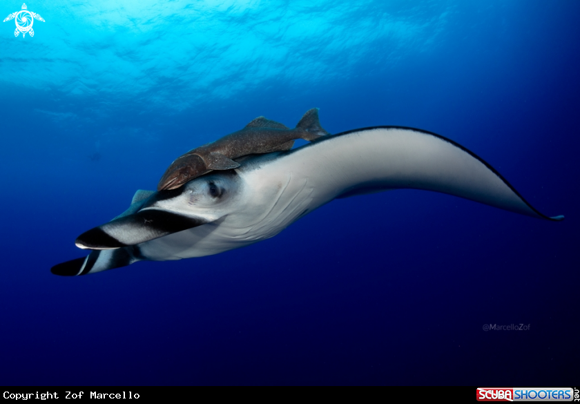 A Giant Manta