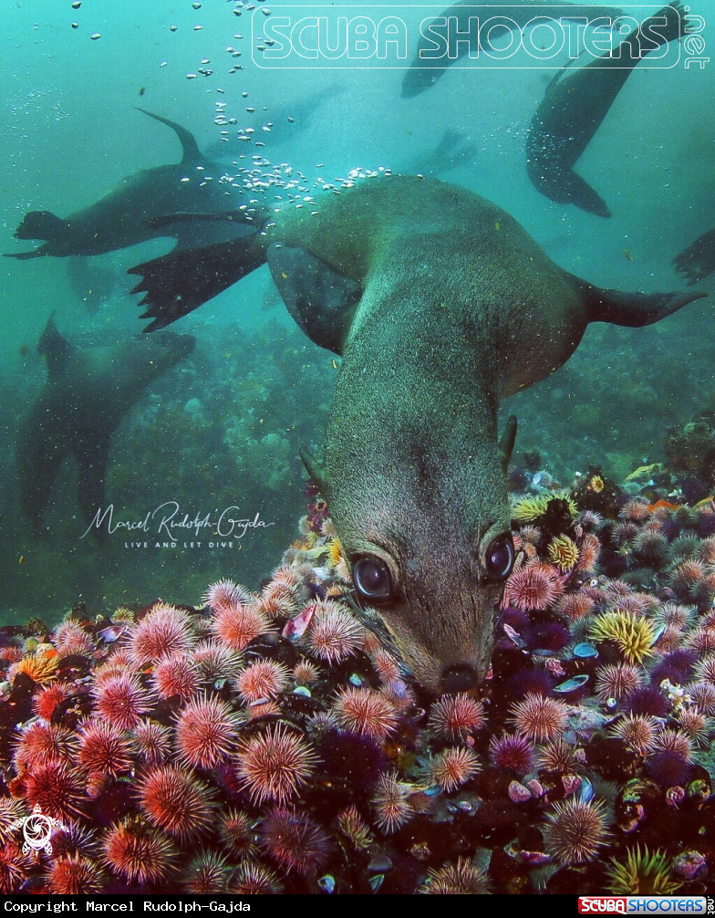 A Fur Seal