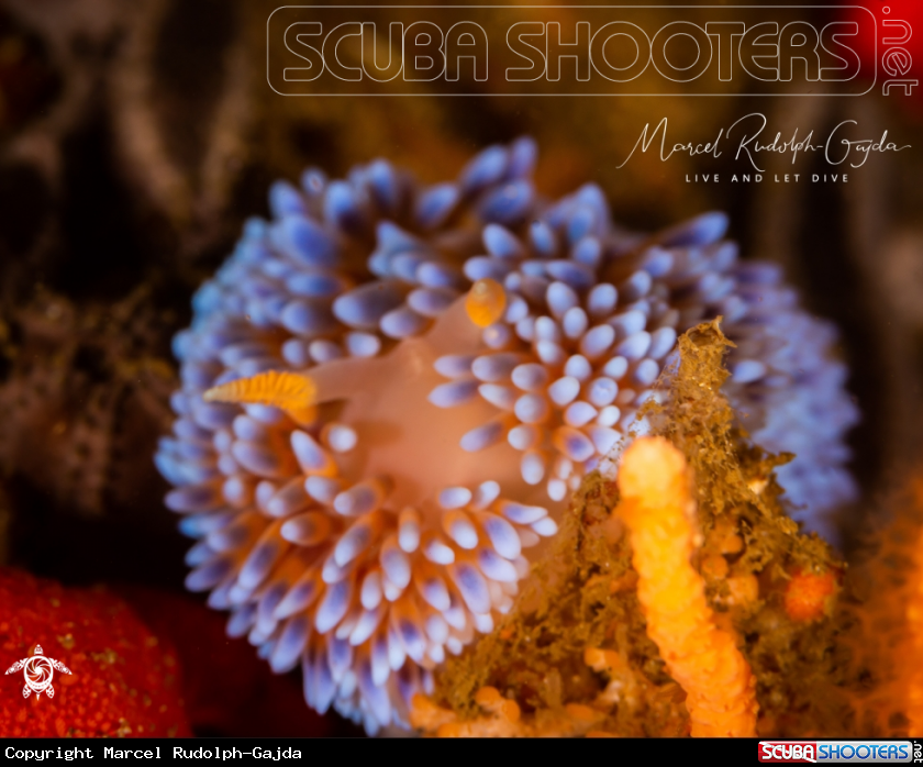 A Flaming Nudibranch