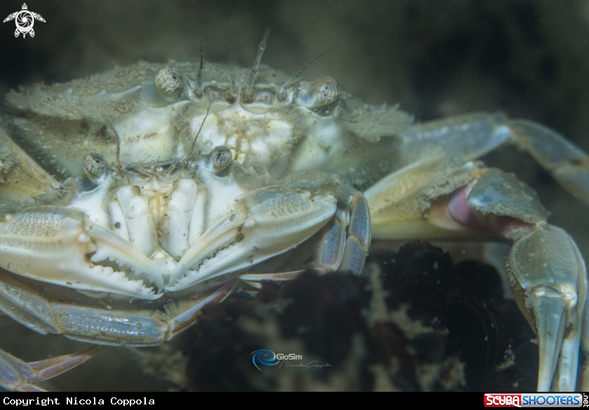 A crab