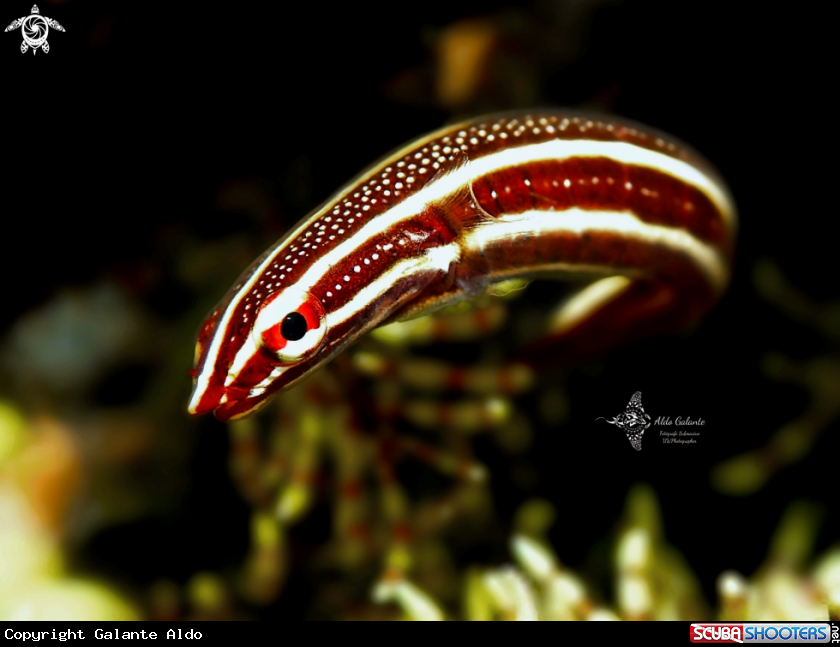 A Crinoid Clingfish