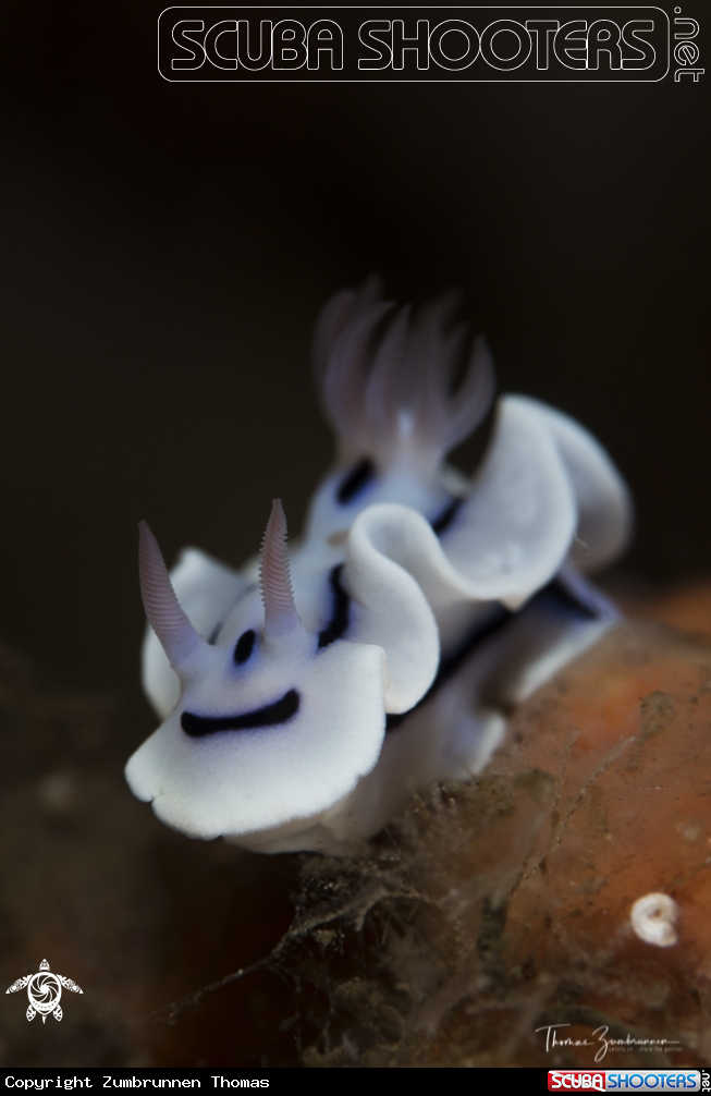 A Nudibranch 