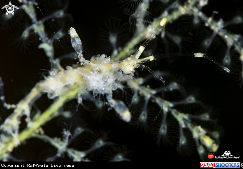 A Skeleton shrimp
