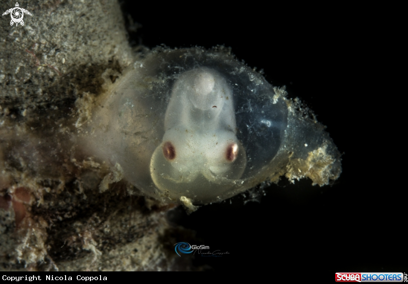 A Squid