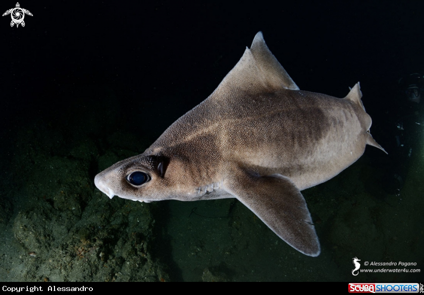 A Green eyed shark