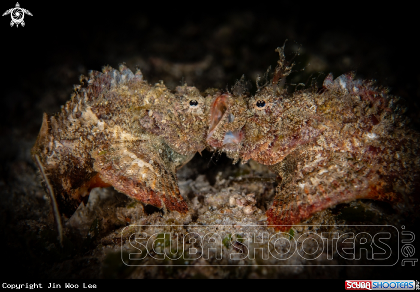 A False Stonefish